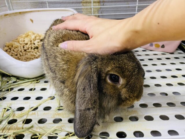 ロップイヤーラビット