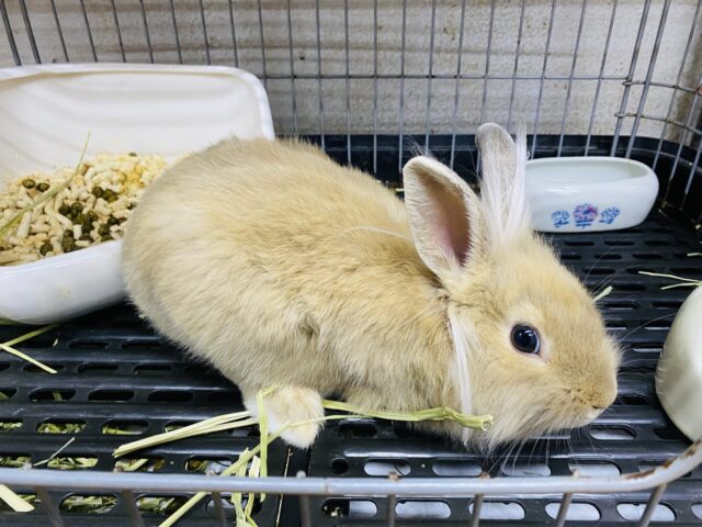 ライオンラビット