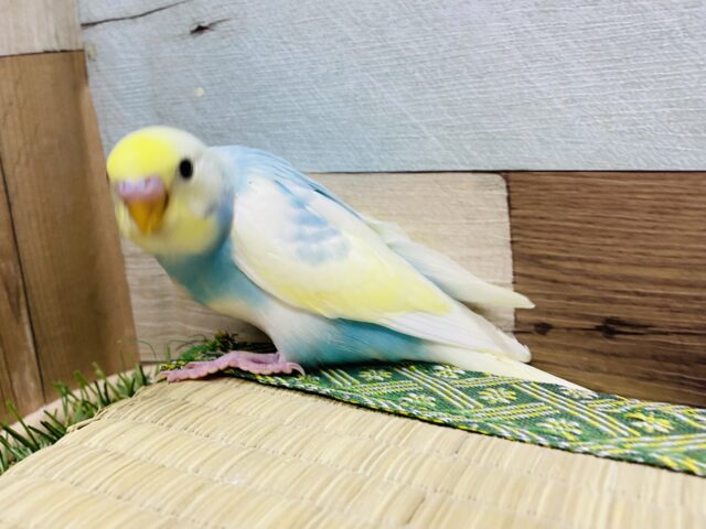 セキセイインコ