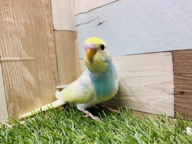 セキセイインコ