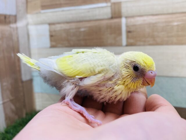 セキセイインコ