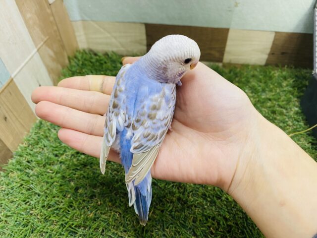 最新画像あります☆シナモンカラーの模様が素敵✨淡くて優しい雰囲気のセキセイインコ(オパーリン) セキセイインコ