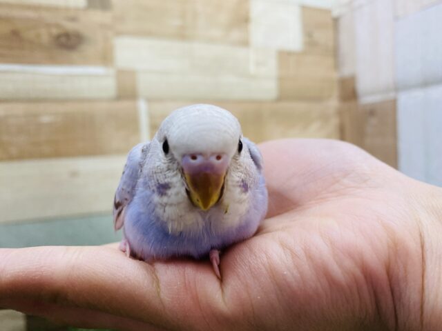 最新画像あります☆シナモンカラーの模様が素敵✨淡くて優しい雰囲気のセキセイインコ(オパーリン) セキセイインコ