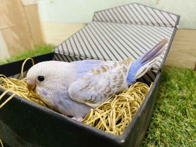 最新画像あります☆シナモンカラーの模様が素敵✨淡くて優しい雰囲気のセキセイインコ(オパーリン) セキセイインコ