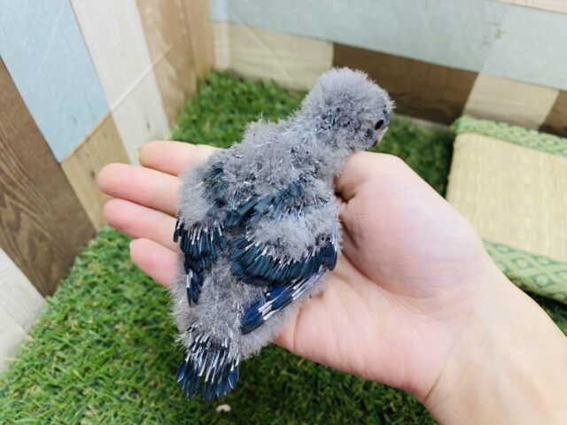 サザナミインコ