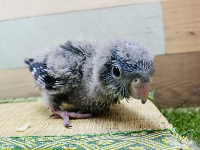 サザナミインコ