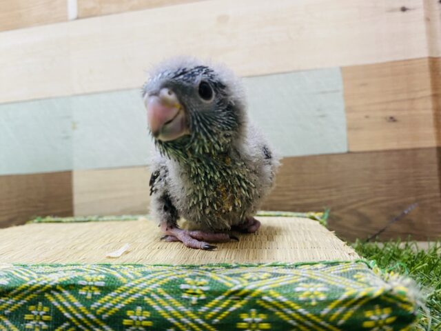 サザナミインコ