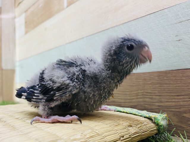 サザナミインコ