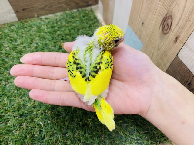 セキセイインコ