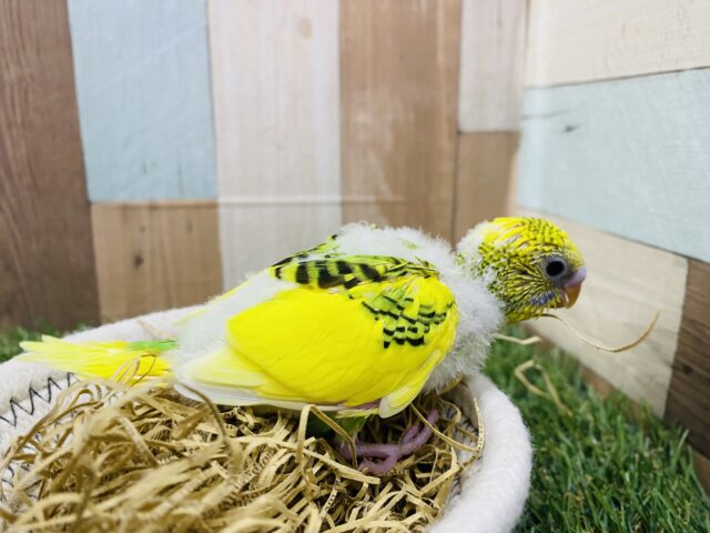 セキセイインコ