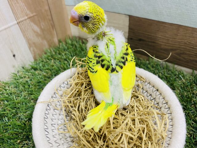 セキセイインコ