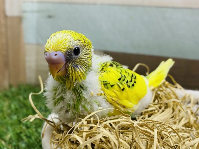 セキセイインコ