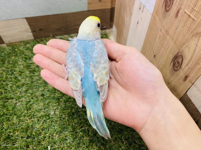 最新画像有り❗️淡い水色が可愛いですよね🩵セキセイインコのパステルレインボー🌈 セキセイインコ