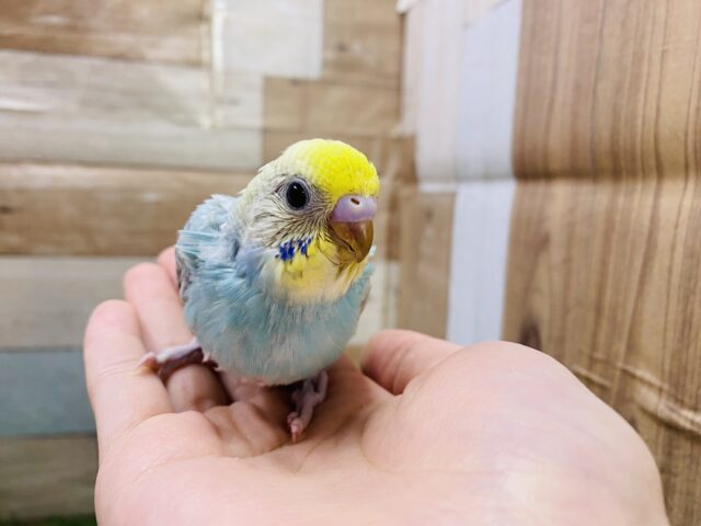 最新画像有り❗️淡い水色が可愛いですよね🩵セキセイインコのパステルレインボー🌈 セキセイインコ