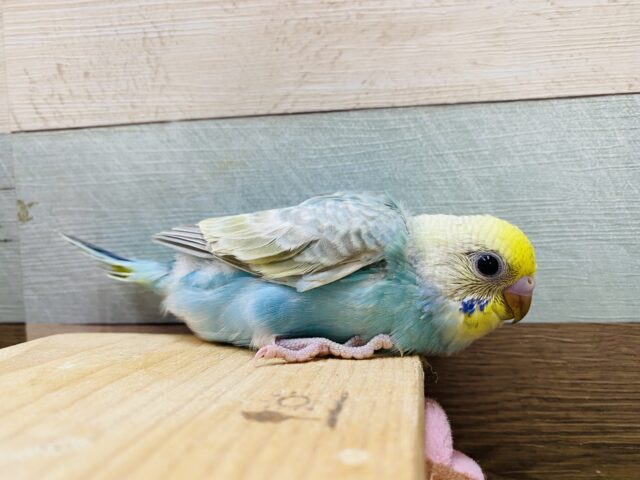 最新画像有り❗️淡い水色が可愛いですよね🩵セキセイインコのパステルレインボー🌈 セキセイインコ