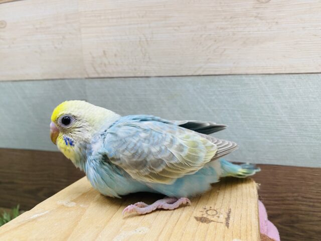 最新画像有り❗️淡い水色が可愛いですよね🩵セキセイインコのパステルレインボー🌈 セキセイインコ