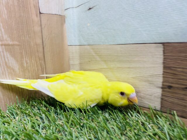 最新画像あります♪ちょっぴり恥ずかしがり屋さん💛セキセイインコのルチノー‼️ セキセイインコ