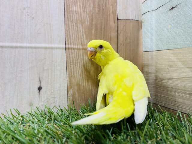 最新画像あります♪ちょっぴり恥ずかしがり屋さん💛セキセイインコのルチノー‼️ セキセイインコ