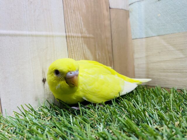 最新画像あります♪ちょっぴり恥ずかしがり屋さん💛セキセイインコのルチノー‼️ セキセイインコ