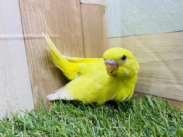最新画像あります♪ちょっぴり恥ずかしがり屋さん💛セキセイインコのルチノー‼️ セキセイインコ