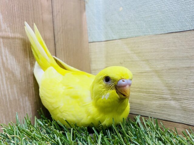 最新画像あります♪ちょっぴり恥ずかしがり屋さん💛セキセイインコのルチノー‼️ セキセイインコ