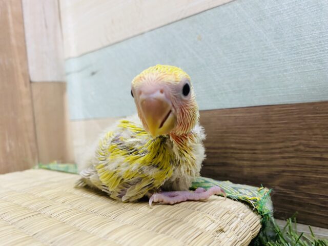 コザクラインコ（小桜インコ）
