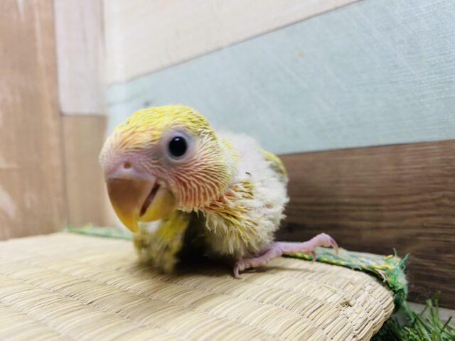 コザクラインコ（小桜インコ）