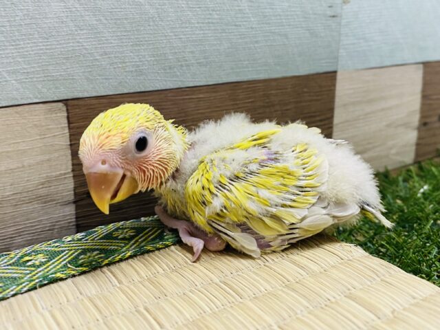 コザクラインコ（小桜インコ）