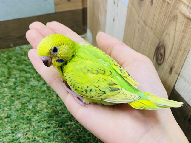 セキセイインコ