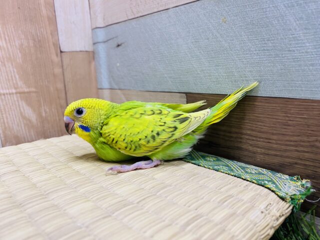 セキセイインコ