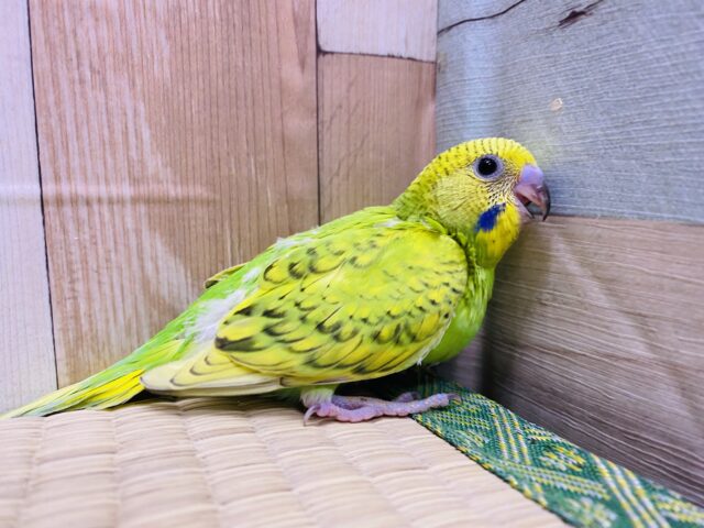 セキセイインコ