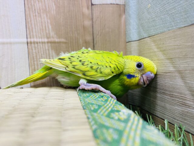 セキセイインコ