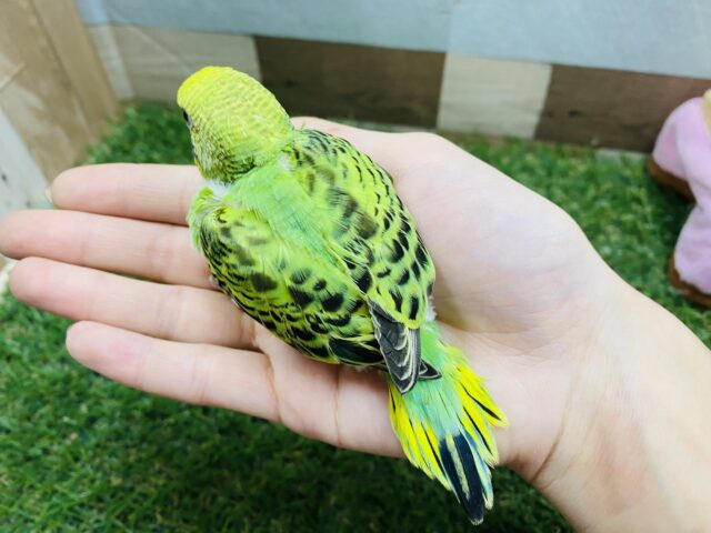 セキセイインコ