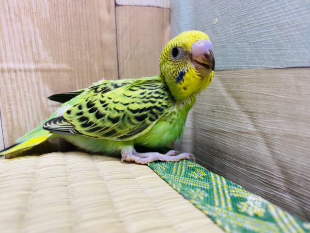 セキセイインコ
