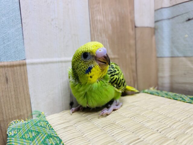セキセイインコ
