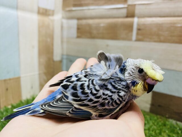 セキセイインコ