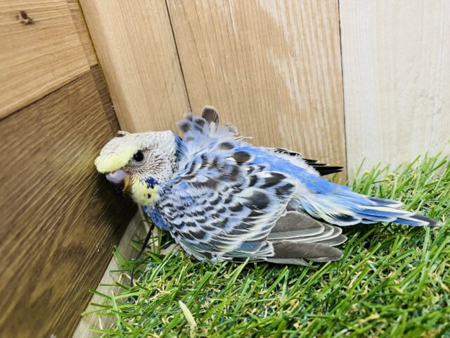 セキセイインコ