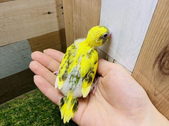 セキセイインコ