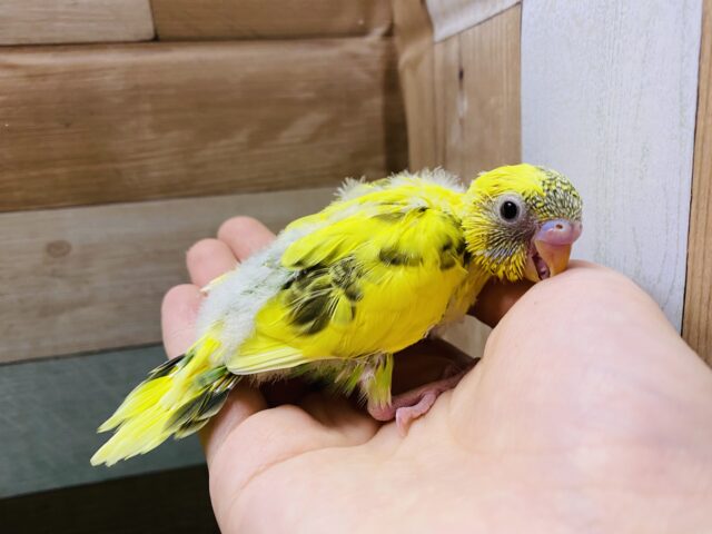セキセイインコ