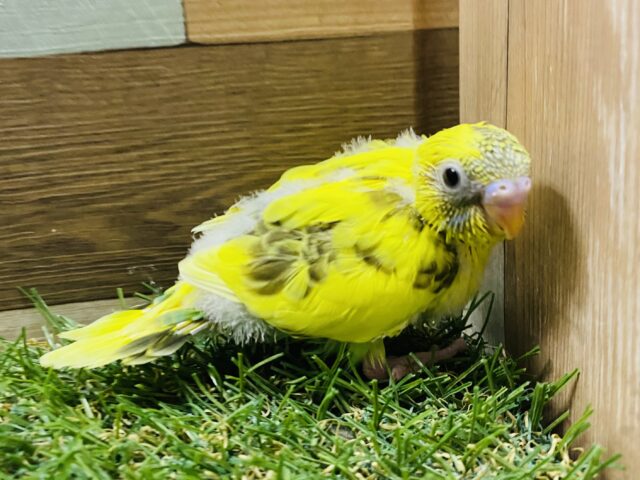 セキセイインコ