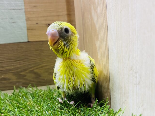 セキセイインコ