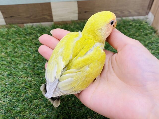 コザクラインコ（小桜インコ）