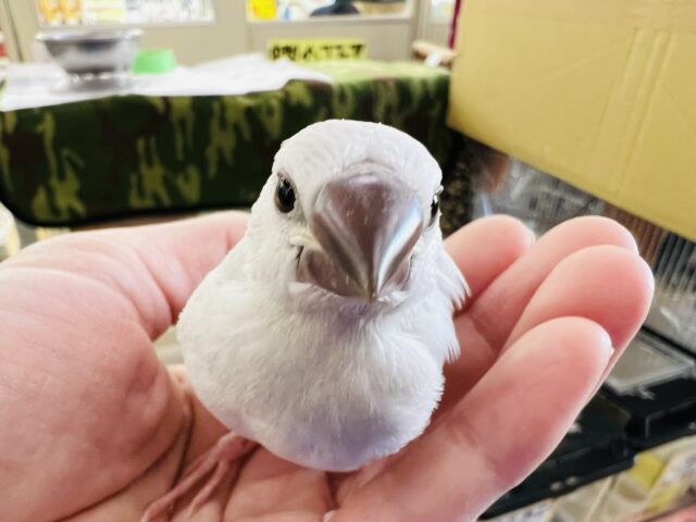 シルバー文鳥
