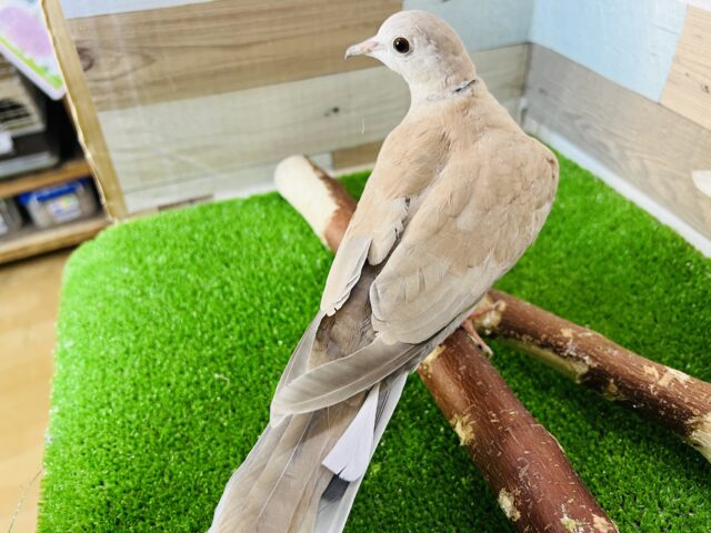 ジュズカケバト