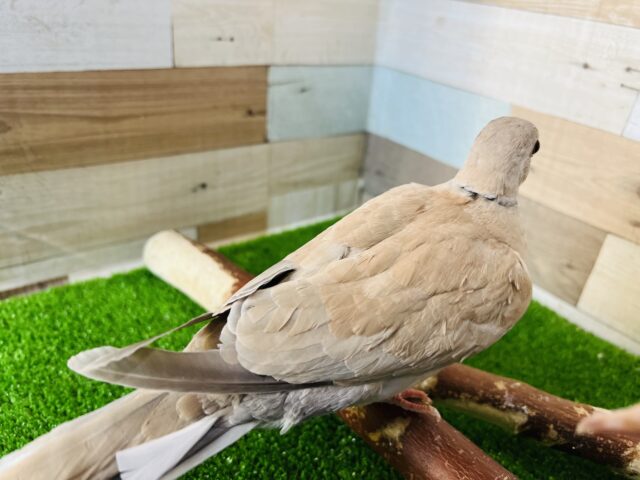 ジュズカケバト