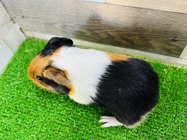 イングリッシュモルモット