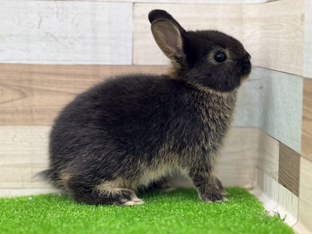 ネザーランドドワーフ