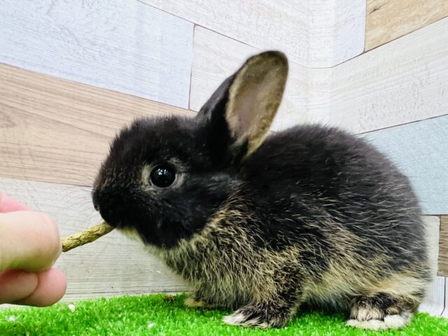 ネザーランドドワーフ