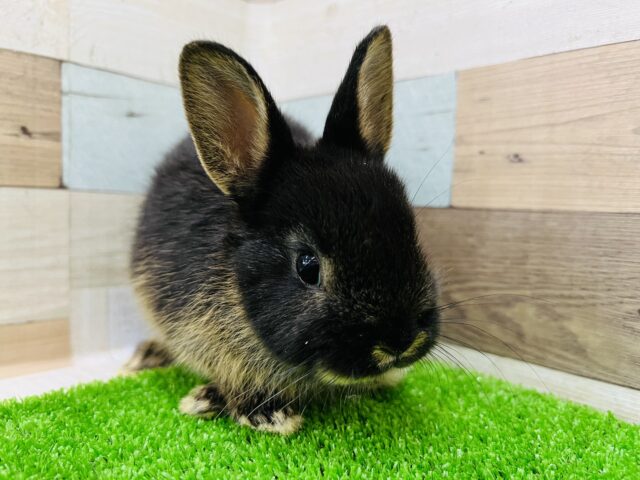 ネザーランドドワーフ