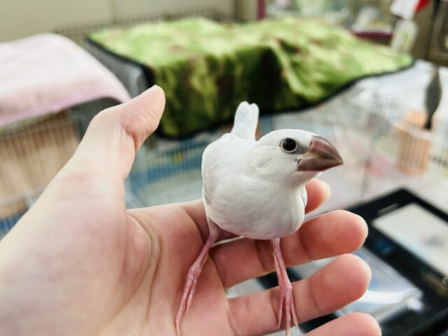 シルバー文鳥